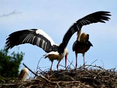 101PARC AUX OISEAUX DANS L AIN 2016 2_000003